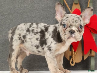 French Bulldog dogs Franky - Ad 1