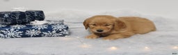 Golden Retriever dogs for sale: Wynter - Ad 1