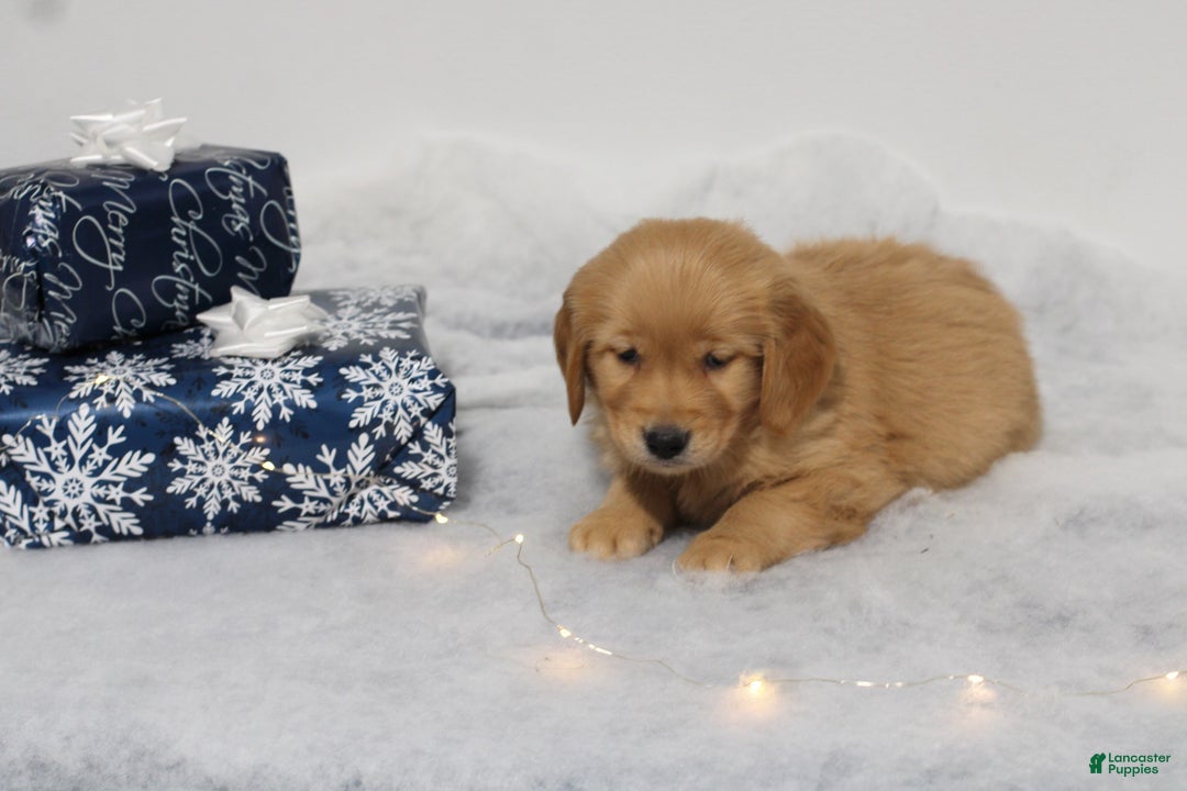 Golden Retriever dogs for sale: Wynter - Ad 1