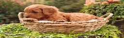 Goldendoodle dogs for sale: Chai - Ad 9