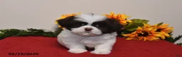 Shih Tzu dogs for sale: Caspar - Ad 2