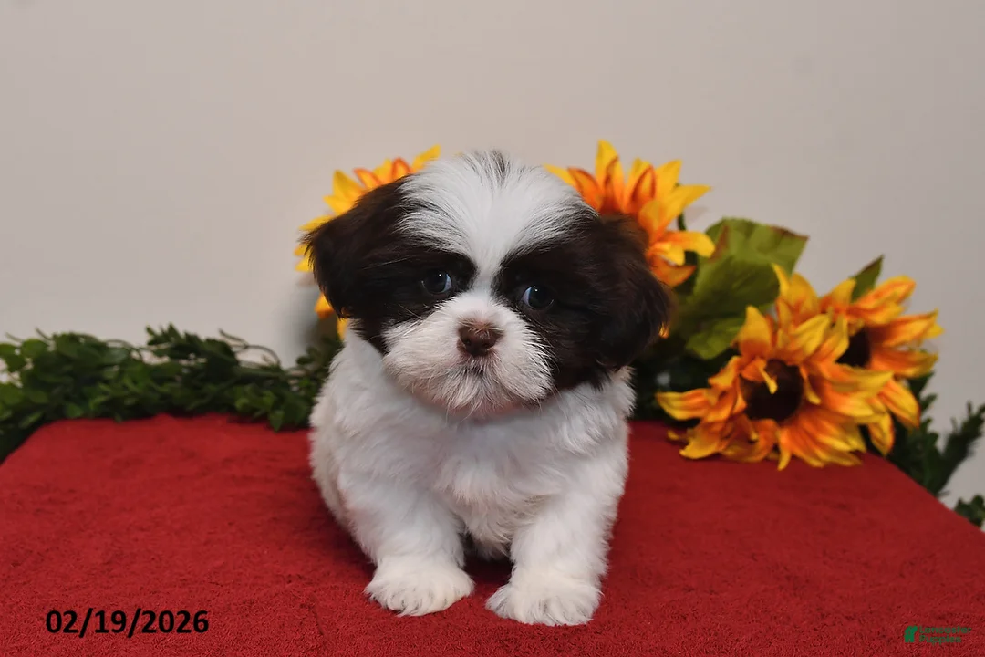 Shih Tzu dogs for sale: Caspar - Ad 2
