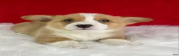 Welsh Corgi Pembroke dogs for sale: Louie - Ad 3
