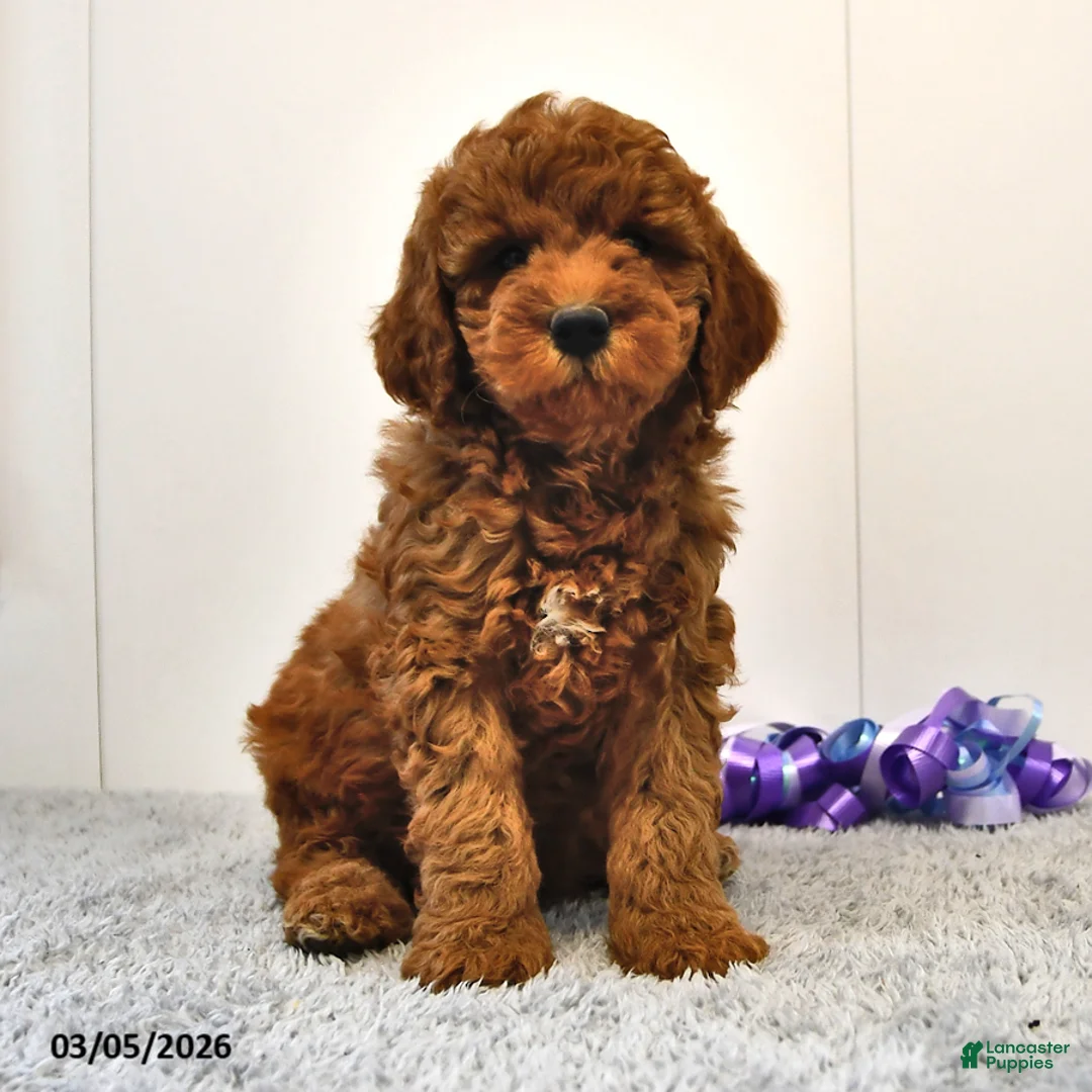 Mini Goldendoodle dogs for sale: Brownie - Ad 1