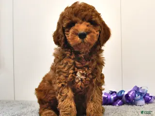 Mini Goldendoodle dogs for sale: Brownie - Ad 3