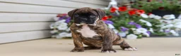 Boxer dogs for sale: Layla - Ad 4