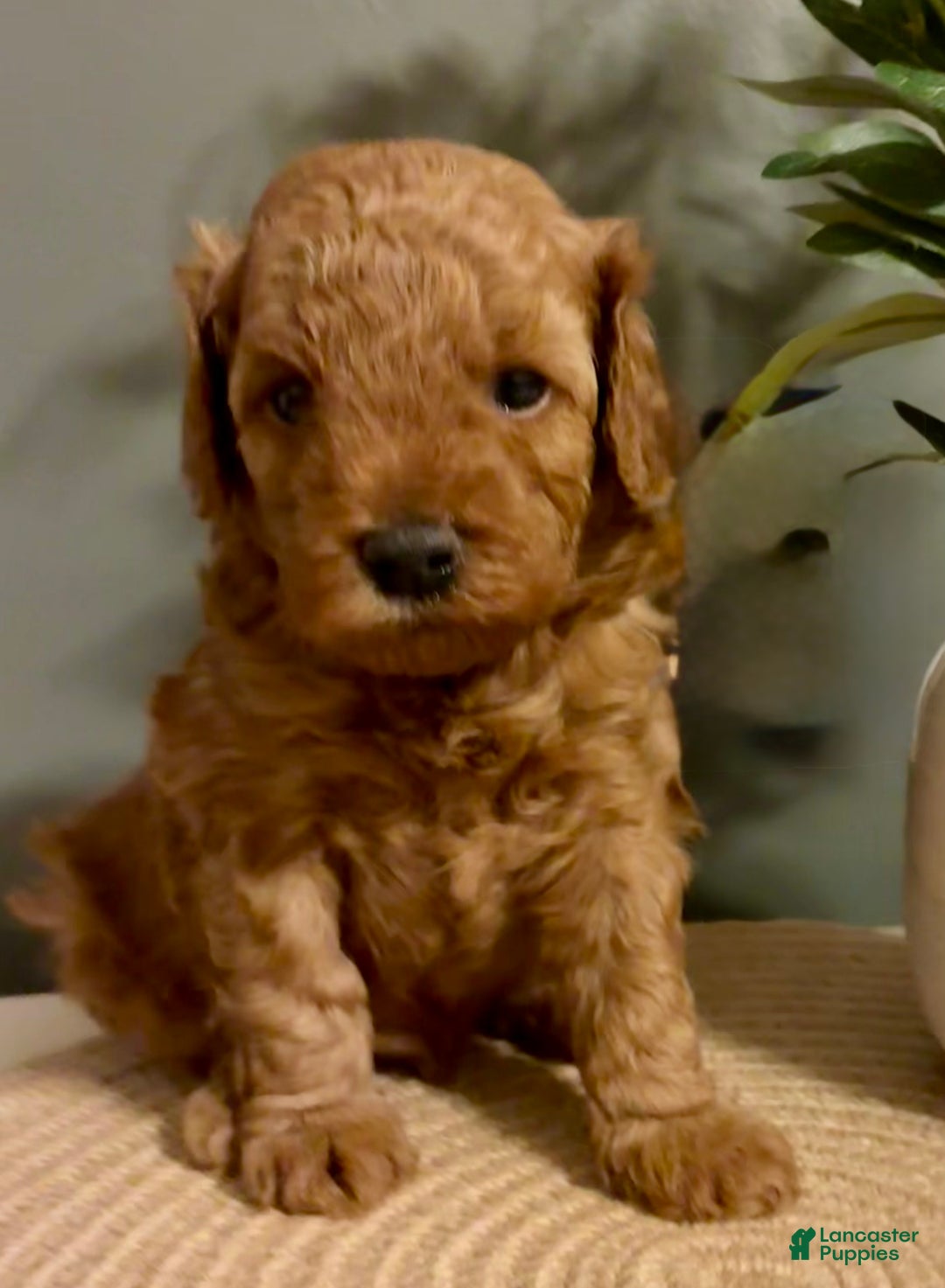 Cockapoo dogs for sale: Maverick - Ad 1