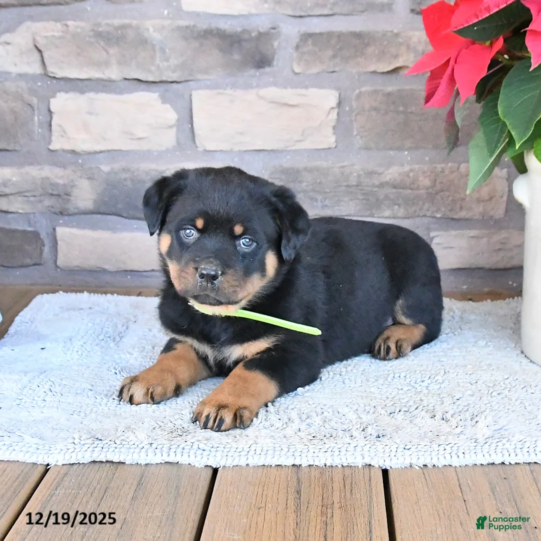 Rottweiler dogs for sale: Tulip - Ad 3