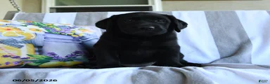 Nutmeg