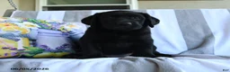 Labrador Retriever dogs for sale: Nutmeg - Ad 1
