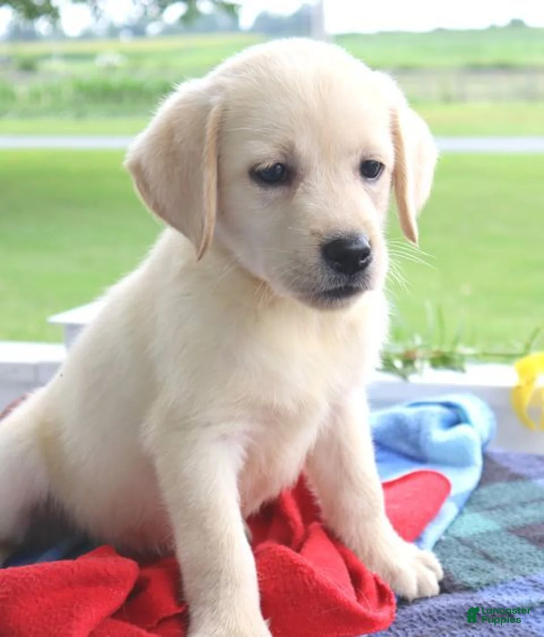 Labrador Retriever dogs for sale: Houston - Champ lines - Ad 2