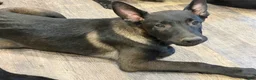 Belgian Malinois dogs for sale: Dollface #3 - Ad 5