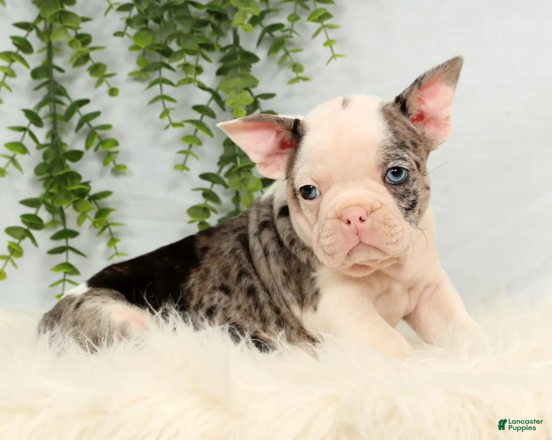 Frenchton dogs for sale: Clint - Ad 4