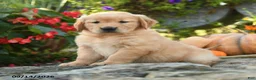Golden Retriever dogs for sale: Clementine - Ad 2