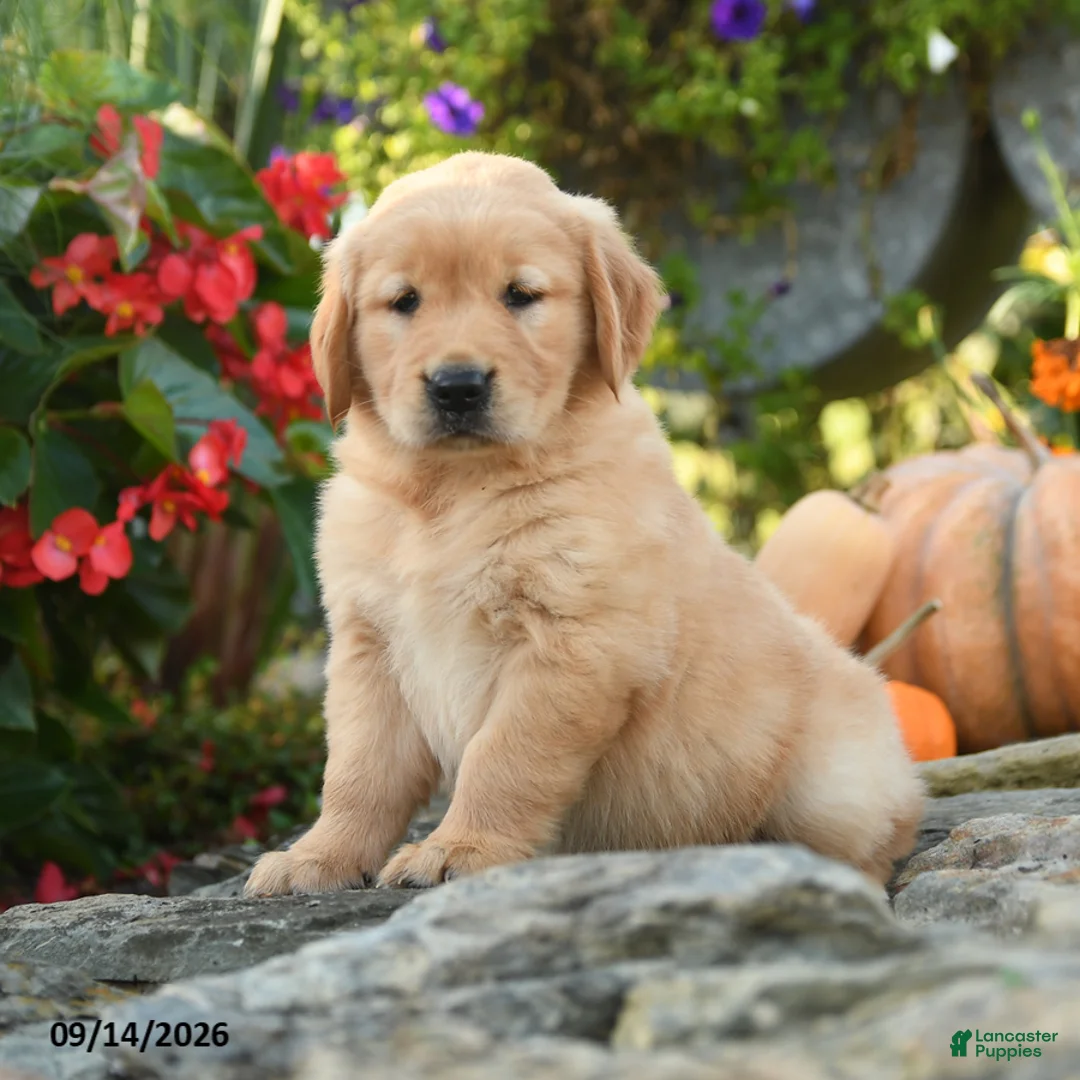 Golden Retriever dogs for sale: Clementine - Ad 2