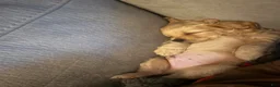 Chipoo dogs for sale: Chipoo Puppy 1 - Ad 2