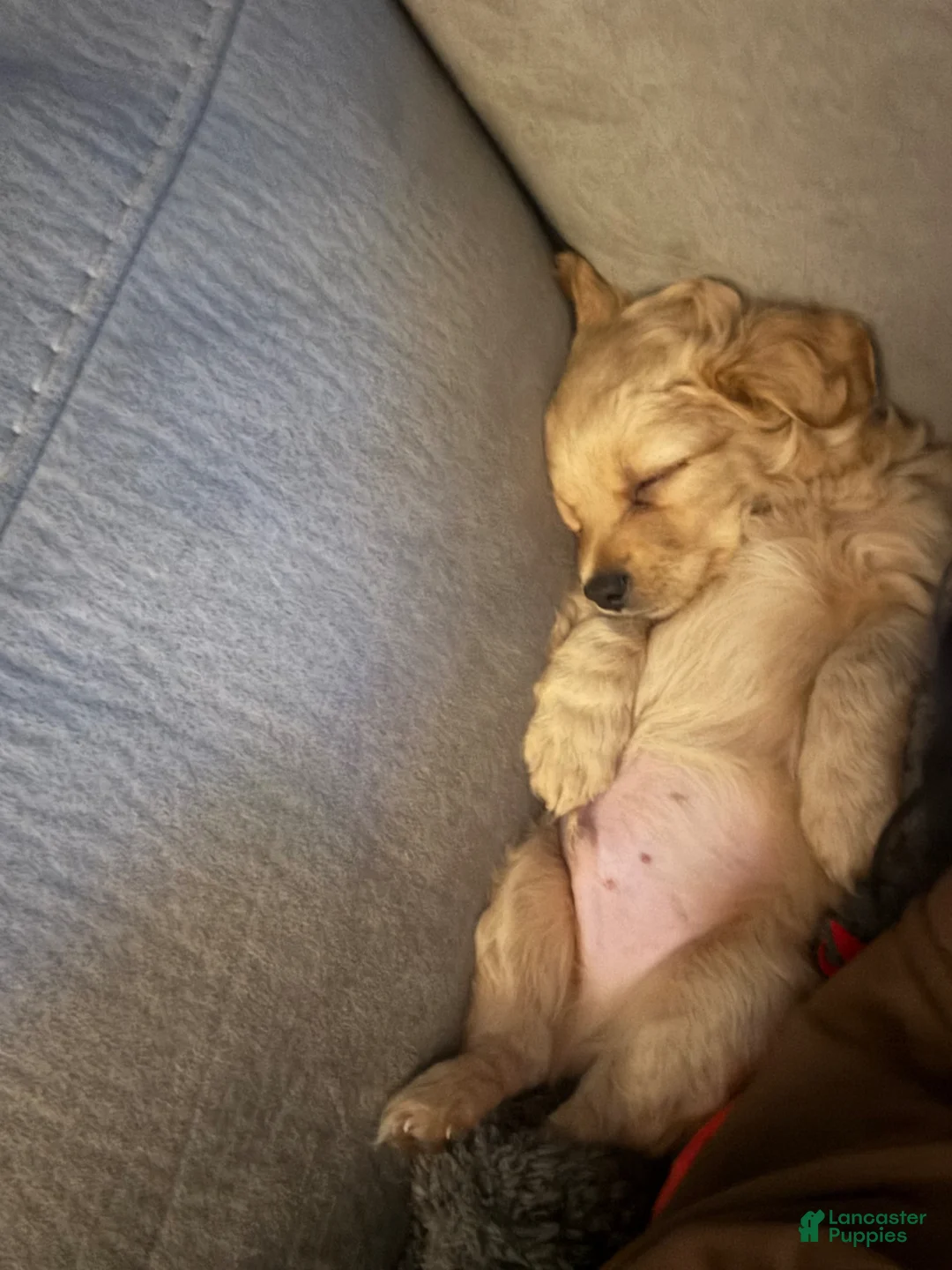 Chipoo dogs for sale: Chipoo Puppy 1 - Ad 2