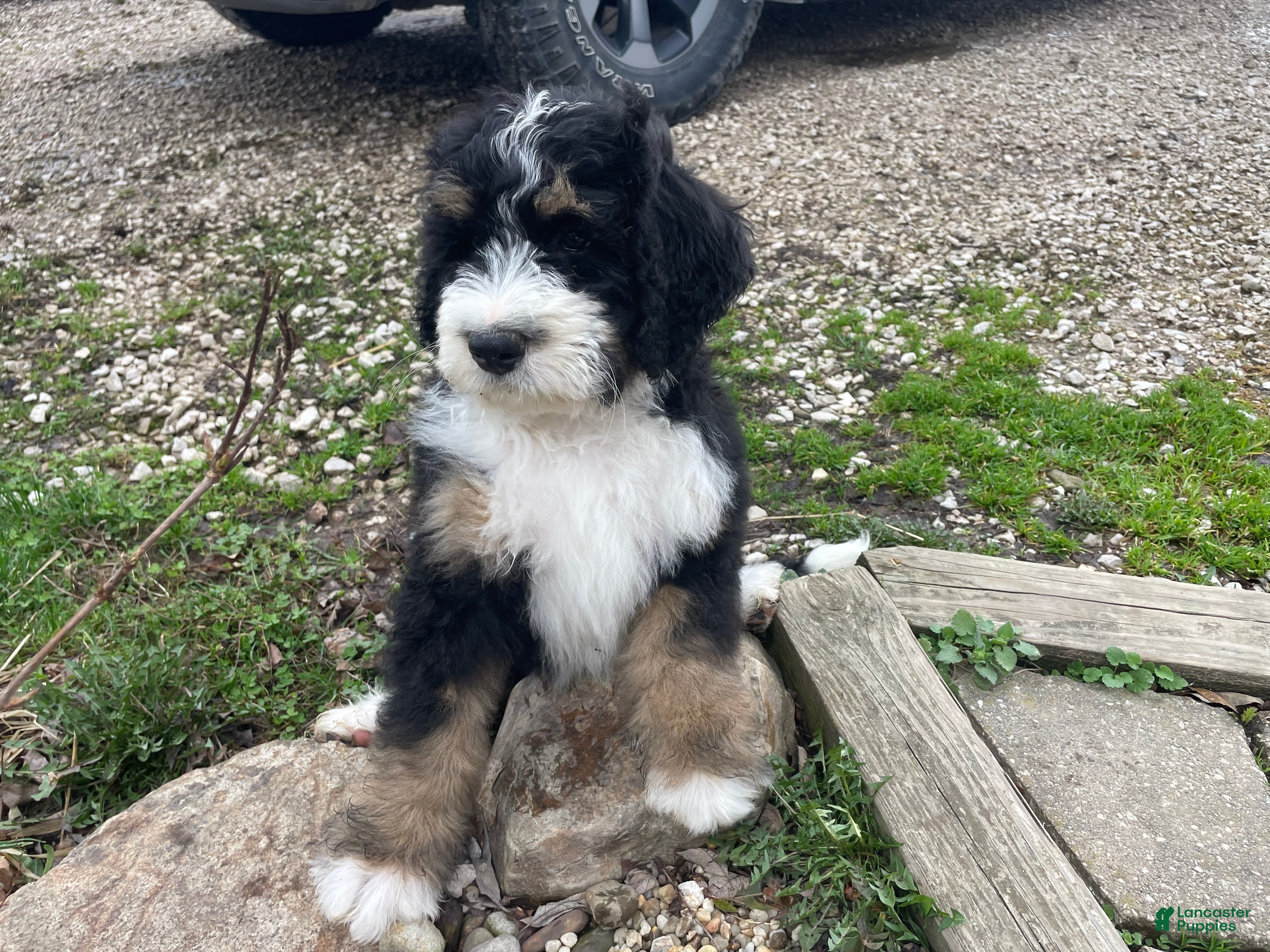 Bernedoodle dogs Bruno - Ad 2