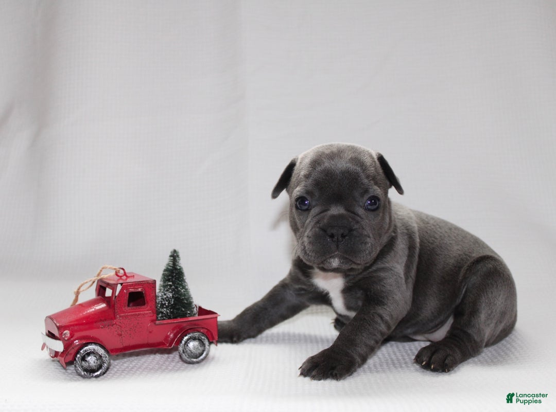 Frenchton dogs for sale: Paisley - Ad 4