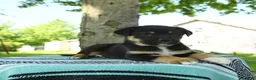 Mixed Breed dogs for sale: Maggie - Ad 2