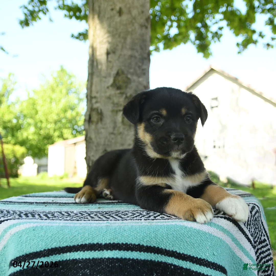 Mixed Breed dogs for sale: Maggie - Ad 2