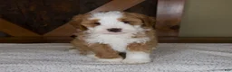 Mini Bernedoodle dogs for sale: Sanderson - Rare color! - Ad 8