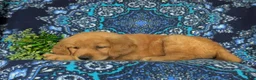 Golden Retriever dogs for sale: Roscoe - Ad 3