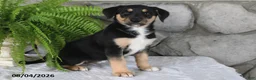 Mixed Breed dogs for sale: Lovable Lilly - Ad 3