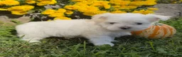 Maltese dogs for sale: Charlie - Ad 4