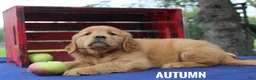 Golden Retriever dogs for sale: Autumn - Ad 2