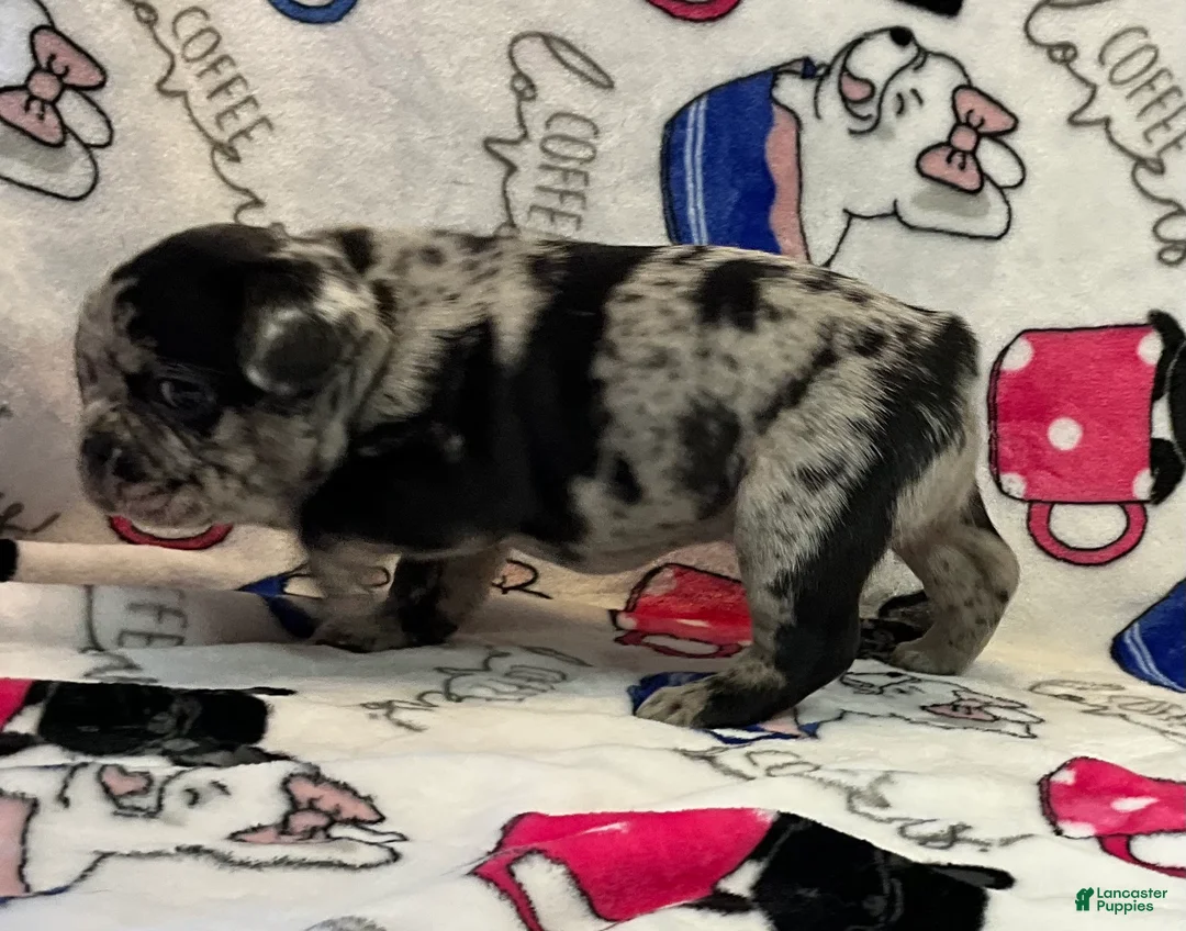 French Bulldog dogs for sale: Force  - Ad 3