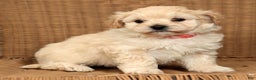 Maltipoo dogs for sale: Lexie - Ad 1