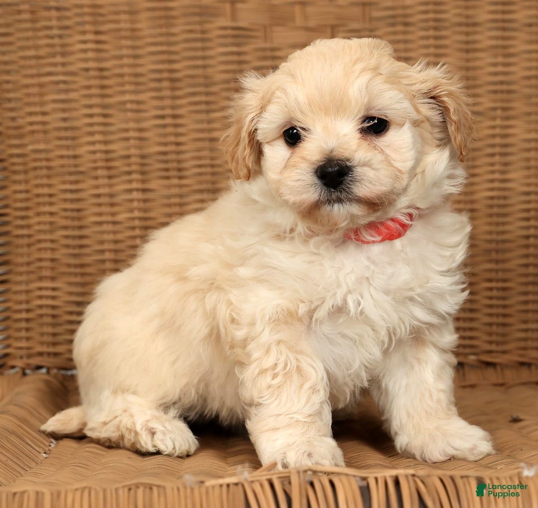 Maltipoo dogs for sale: Lexie - Ad 1