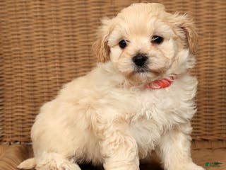 Maltipoo dogs Lexie - Ad 4