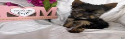 Yorkshire Terrier dogs for sale: Yorkshire Terrier Puppy 2 - Ad 5