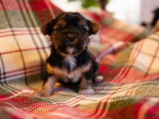 Mixed Breed dogs Aylee - Ad 11