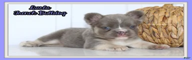 Darla Female AKC Fluffy French Bulldog