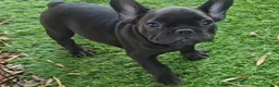 French Bulldog dogs for sale: Char Cole - Ad 10