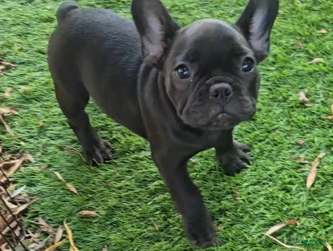 French Bulldog dogs for sale: Char Cole - Ad 10