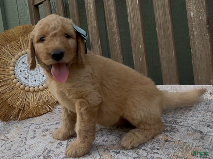 Goldendoodle dogs Odessa - Ad 2