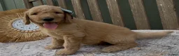 Goldendoodle dogs for sale: Odessa - Ad 2