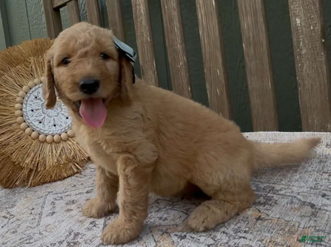 Goldendoodle dogs for sale: Odessa - Ad 2