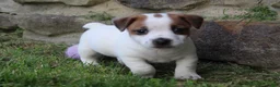 Jack Russell Terrier dogs for sale: Archie - Ad 4