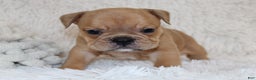 English Bulldog dogs for sale: Polo - Ad 4