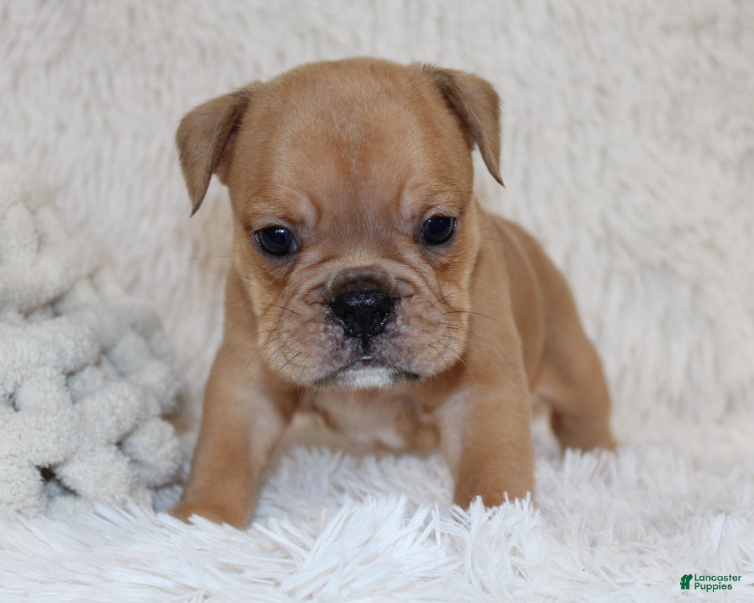 English Bulldog dogs for sale: Polo - Ad 4