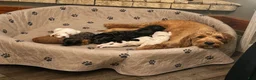 Mini Goldendoodle dogs for sale: Sweet Pea - Ad 11