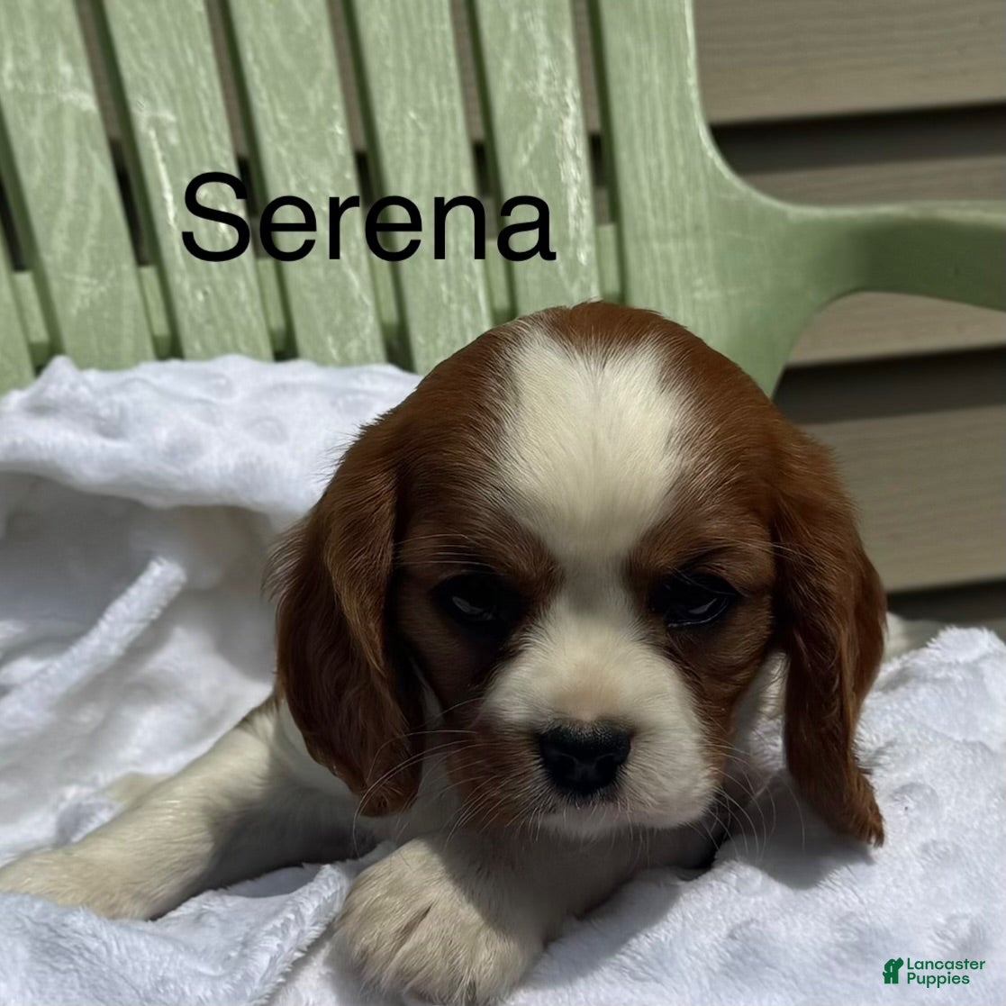 Cavalier King Charles Spaniel dogs Serena - Ad 1