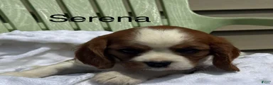 Serena