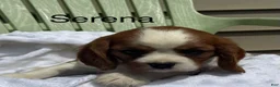 Cavalier King Charles Spaniel dogs for sale: Serena - Ad 1