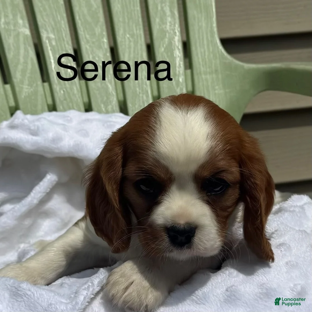 Cavalier King Charles Spaniel dogs for sale: Serena - Ad 1